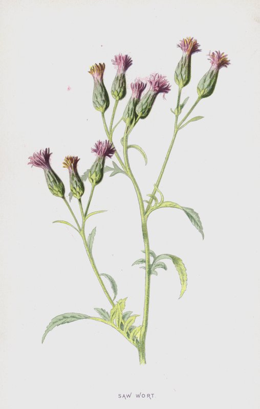 Testere Wort (chromolitho) by Frederick Edward Hulme