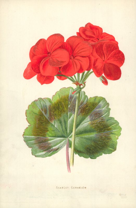 kızıl sardunya by Frederick Edward Hulme
