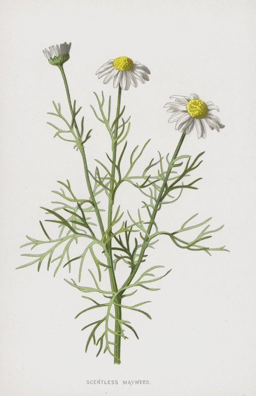 Kokusuz Mayweed (chromolitho) by Frederick Edward Hulme
