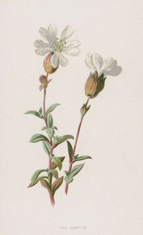 Deniz Kampı (chromolitho) by Frederick Edward Hulme