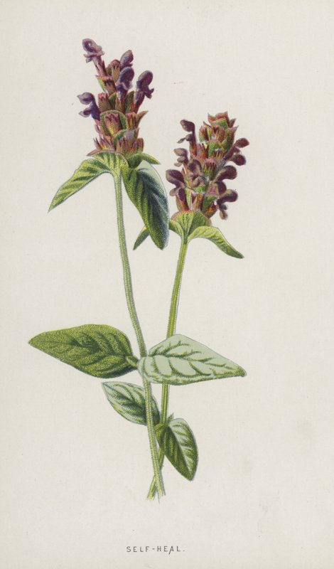 Kendi Kendini İyileştirme (chromolitho) by Frederick Edward Hulme