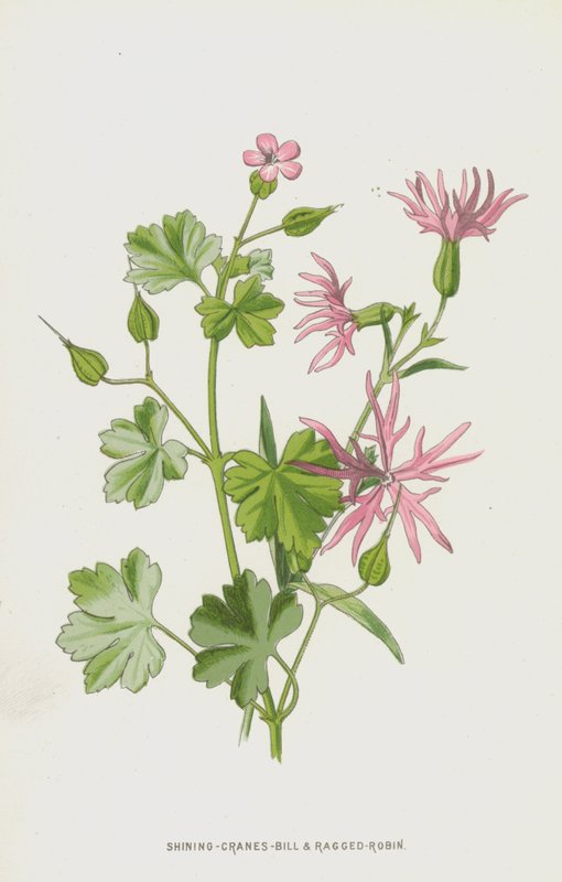 Shining-Cranes-Bill ve Ragged-Robin (chromolitho) by Frederick Edward Hulme