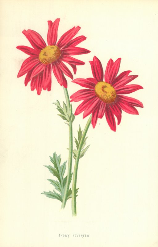 gösterişli ateş by Frederick Edward Hulme