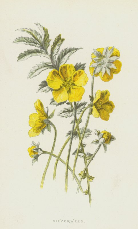 Gümüş otu (kromolitho) by Frederick Edward Hulme