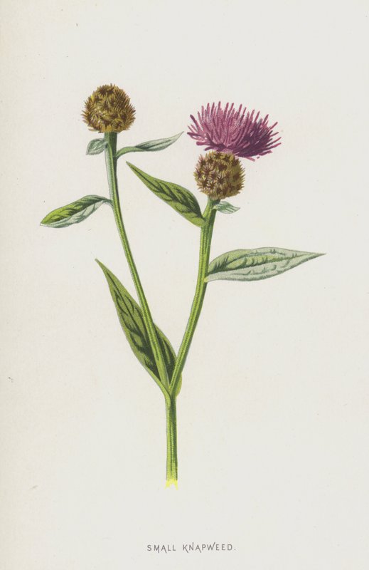 Küçük Knapweed (chromolitho) by Frederick Edward Hulme