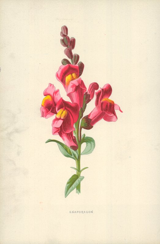 Aslanağzı by Frederick Edward Hulme