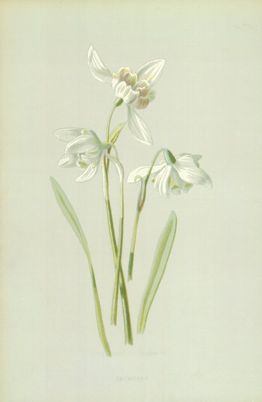 Kardelen by Frederick Edward Hulme