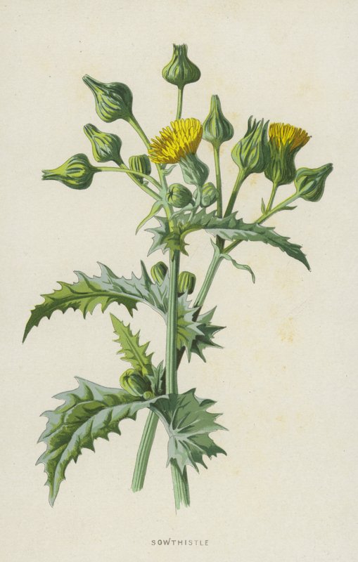 sowthistle (kromolito) by Frederick Edward Hulme