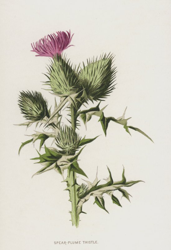 Mızrak Tüylü Devedikeni (chromolitho) by Frederick Edward Hulme