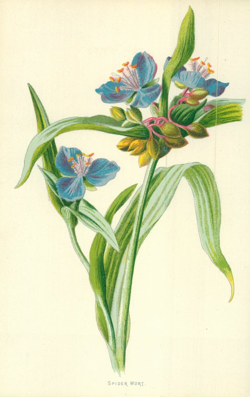 örümcek otu by Frederick Edward Hulme