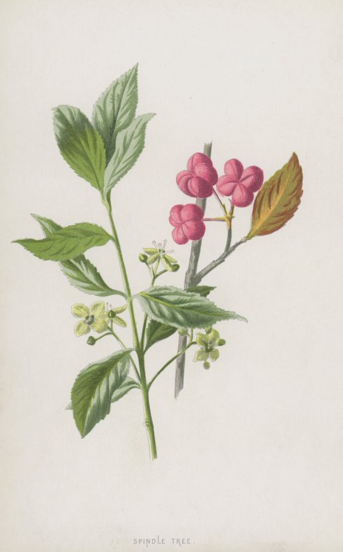 Mil Ağacı (kromolitho) by Frederick Edward Hulme