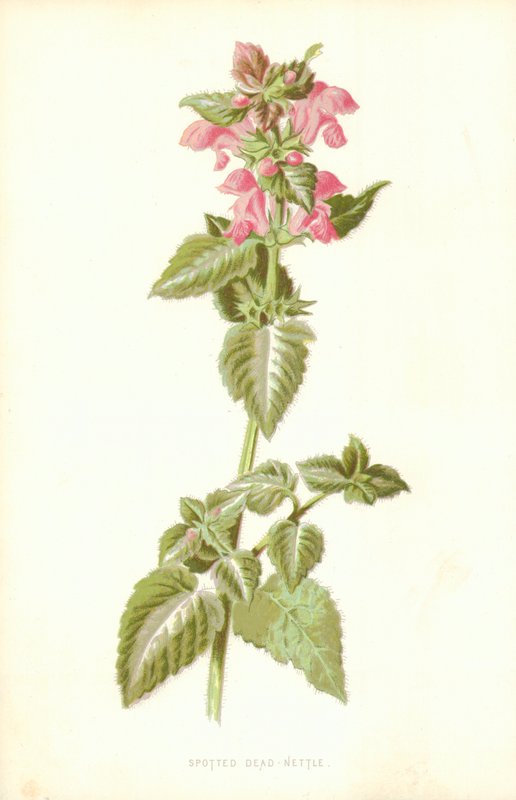 Benekli Isırgan Otu by Frederick Edward Hulme