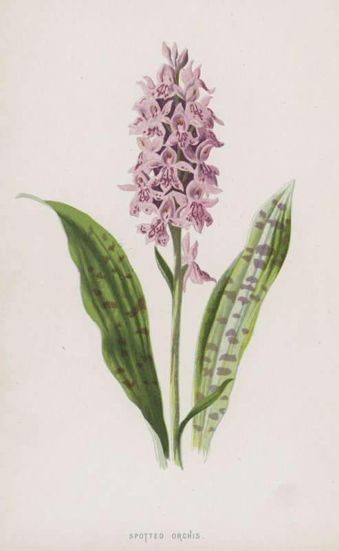 Benekli Orchis (chromolitho) by Frederick Edward Hulme