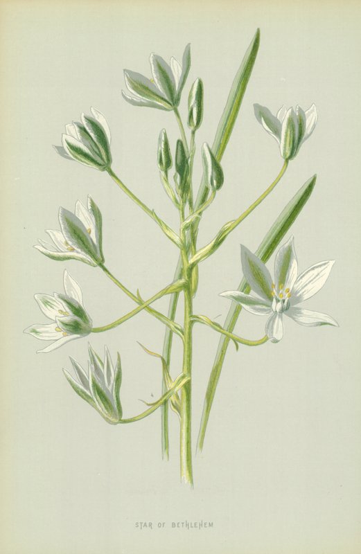 Bethlehem Yıldızı by Frederick Edward Hulme