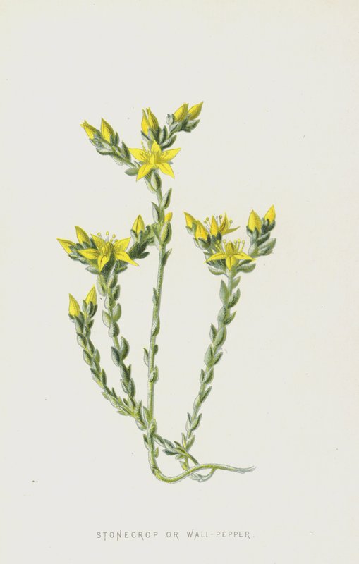 Stonecrop veya Duvar Biberi (chromolitho) by Frederick Edward Hulme
