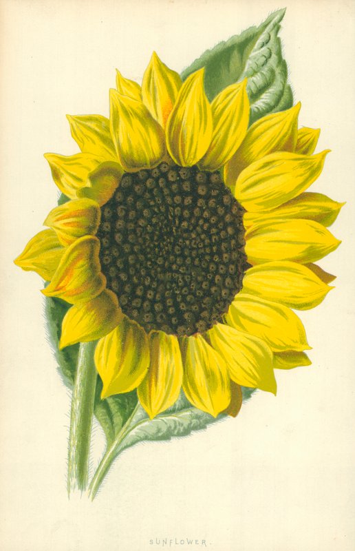Ayçiçeği by Frederick Edward Hulme