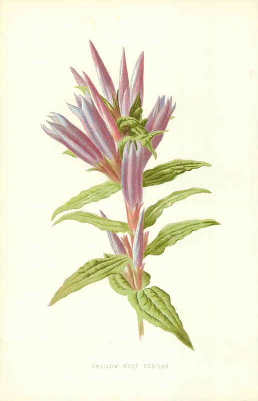 Kırlangıçotu Centiyana by Frederick Edward Hulme