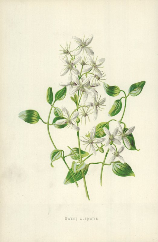 tatlı akasma by Frederick Edward Hulme