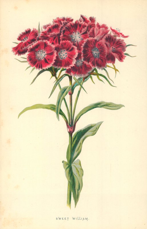 Hüsnüyusuf by Frederick Edward Hulme
