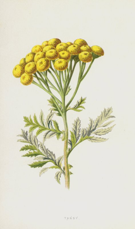 Tansy (kromolito) by Frederick Edward Hulme