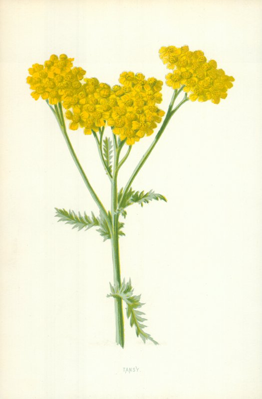 Solucan otu by Frederick Edward Hulme