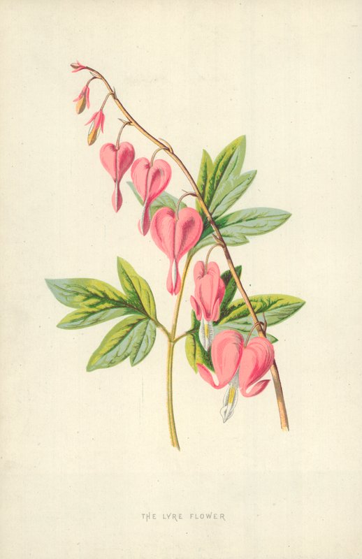 Lir Çiçeği by Frederick Edward Hulme