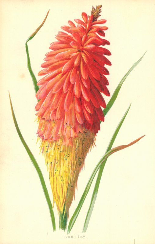 meşale zambak by Frederick Edward Hulme