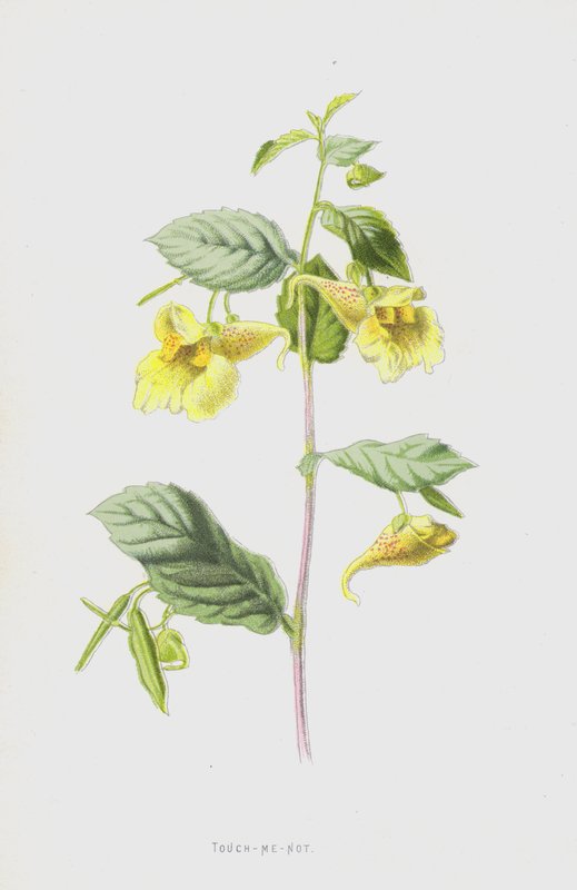 Bana Dokunma (kromolitho) by Frederick Edward Hulme
