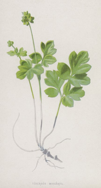 Yumrulu Moschatel (chromolitho) by Frederick Edward Hulme