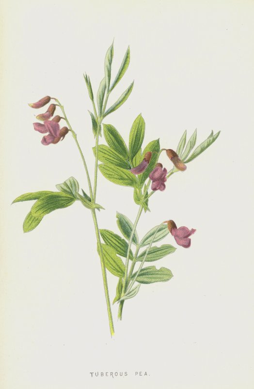 Yumrulu Bezelye (chromolitho) by Frederick Edward Hulme