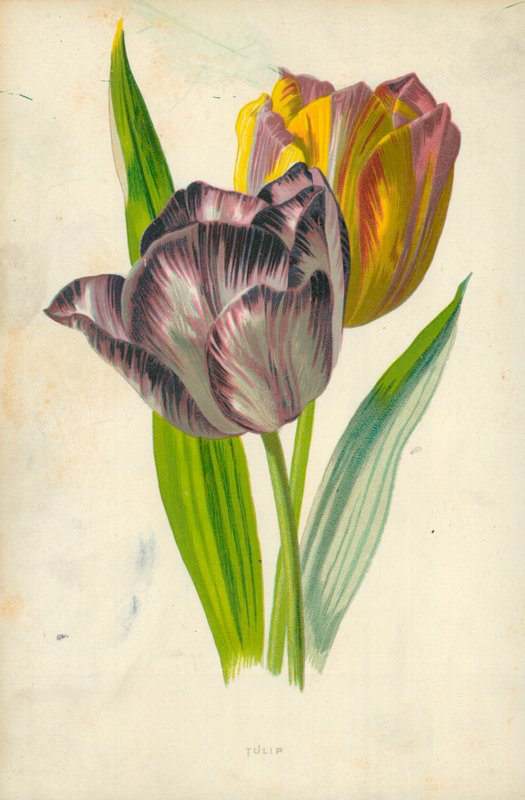 Lale by Frederick Edward Hulme