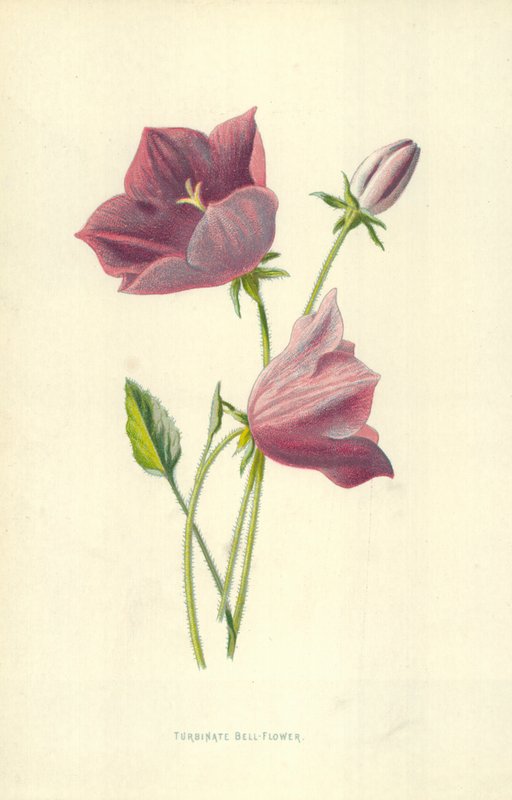 Türbinli Çan Çiçeği by Frederick Edward Hulme