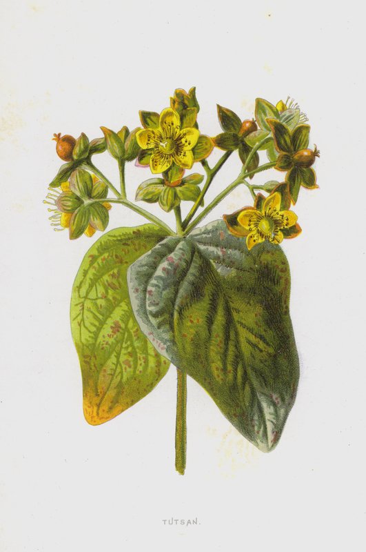 Tutsan (kromolitho) by Frederick Edward Hulme