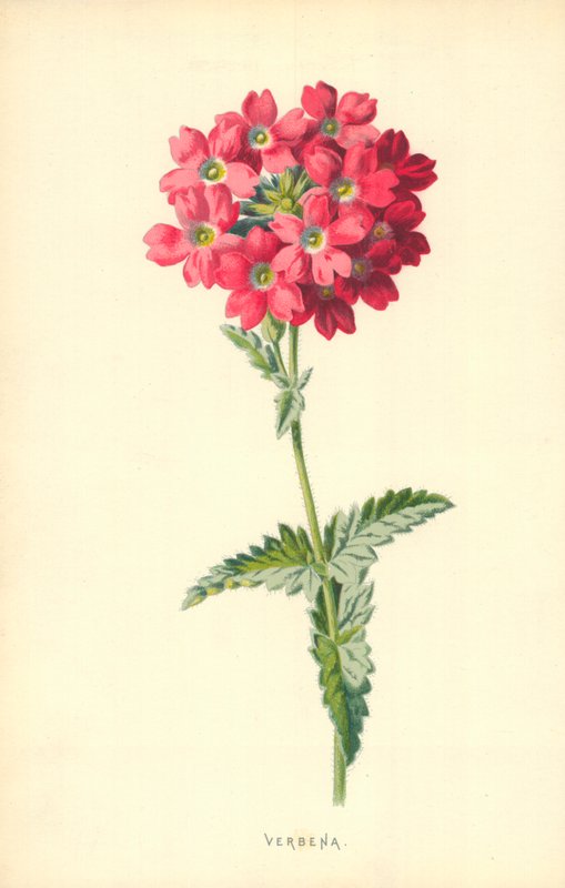 mine çiçeği by Frederick Edward Hulme
