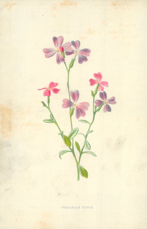 Virjinya Stoku by Frederick Edward Hulme