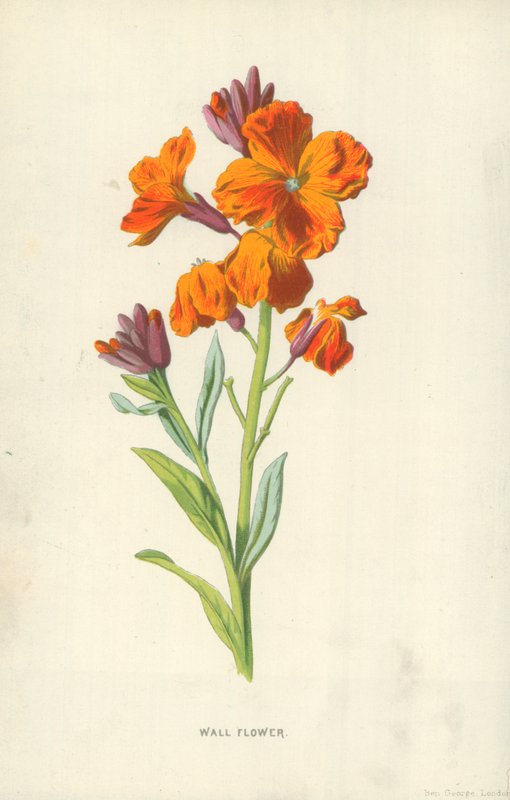 duvar çiçeği by Frederick Edward Hulme