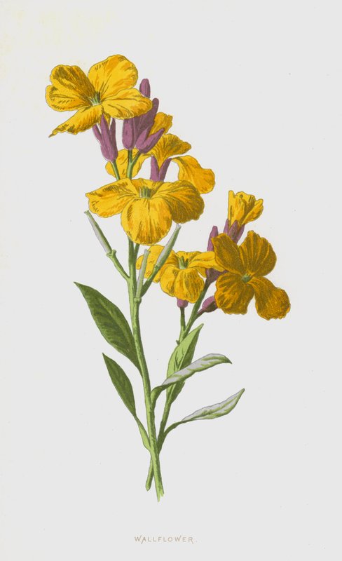Duvar çiçeği (kromolitho) by Frederick Edward Hulme
