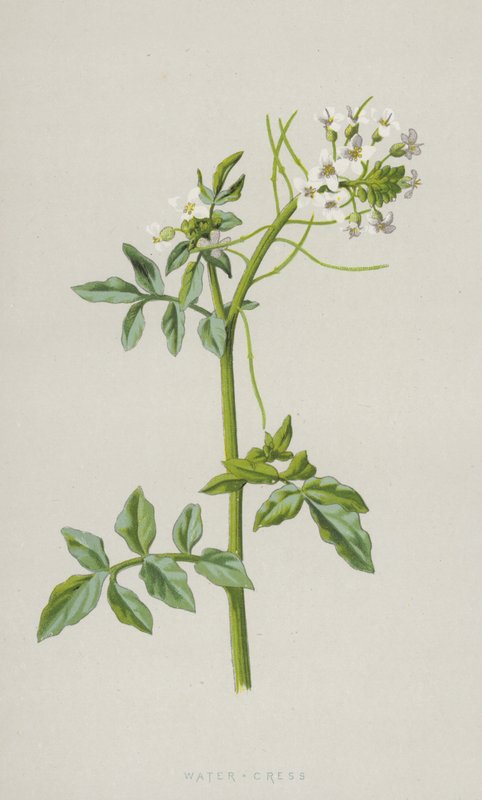 Tere (kromolitho) by Frederick Edward Hulme