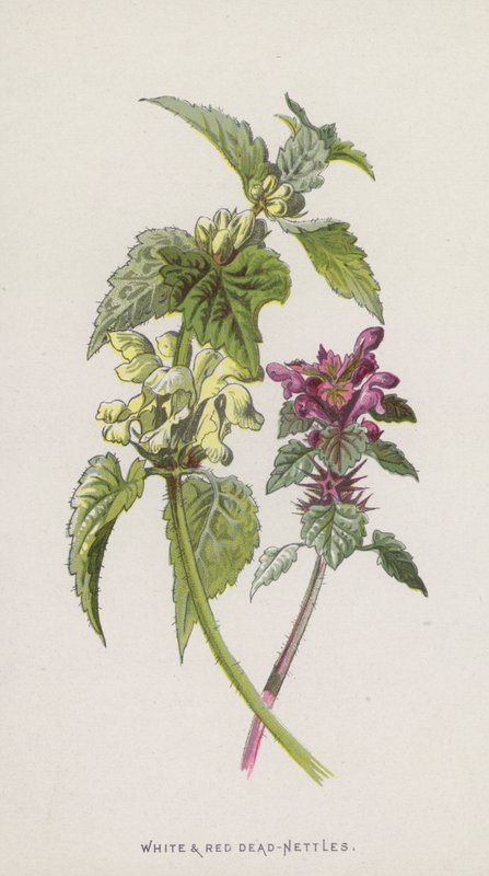 Beyaz ve Kırmızı Isırgan Otu (chromolitho) by Frederick Edward Hulme