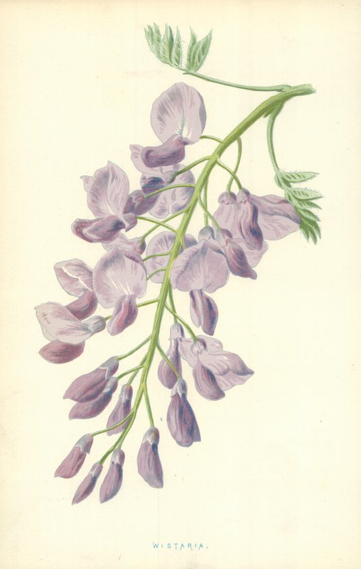 Wistaria by Frederick Edward Hulme