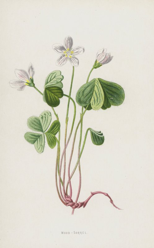 Odun-Kuzukulağı (chromolitho) by Frederick Edward Hulme