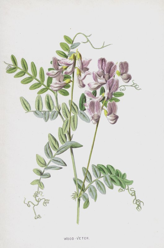 Ağaç-Fiğ (kromolitho) by Frederick Edward Hulme
