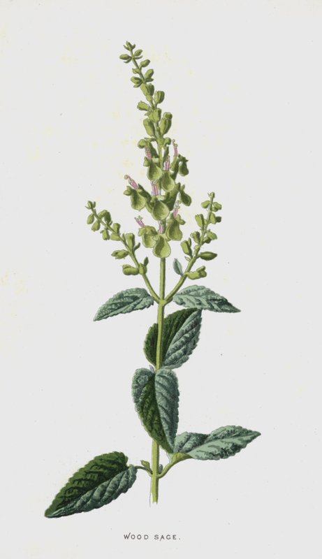 Ağaç Adaçayı (kromolitho) by Frederick Edward Hulme