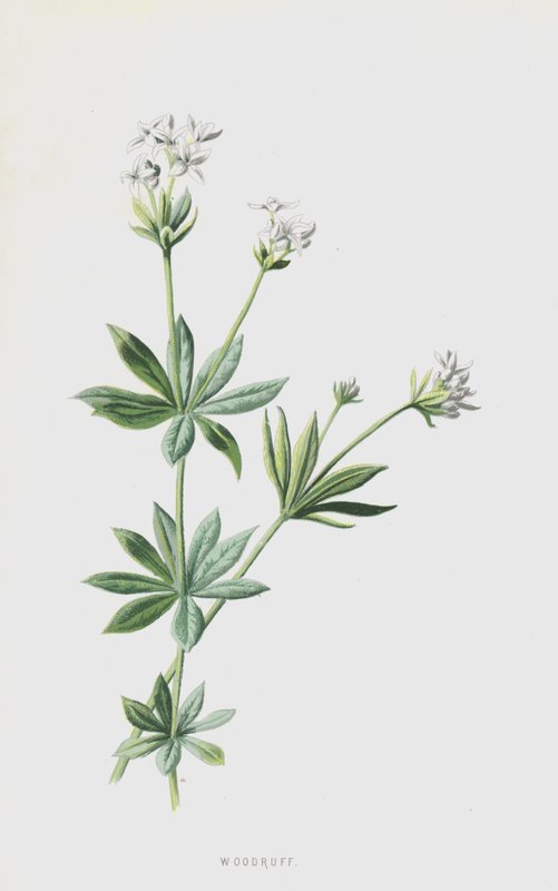 Woodruff (kromolitho) by Frederick Edward Hulme