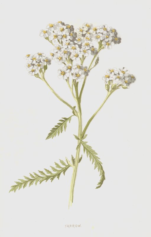 Civanperçemi (kromolitho) by Frederick Edward Hulme
