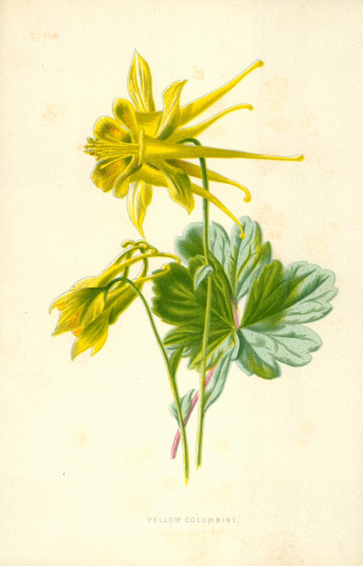 Sarı Kolumbin by Frederick Edward Hulme