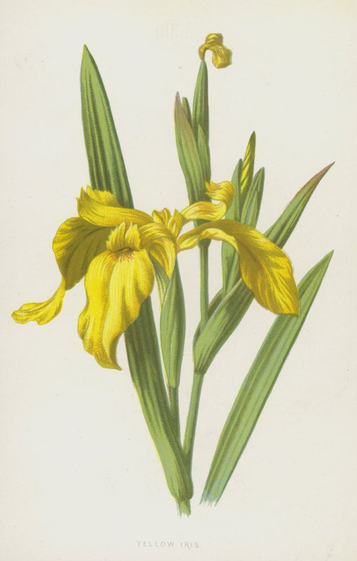 Sarı İris (kromolito) by Frederick Edward Hulme