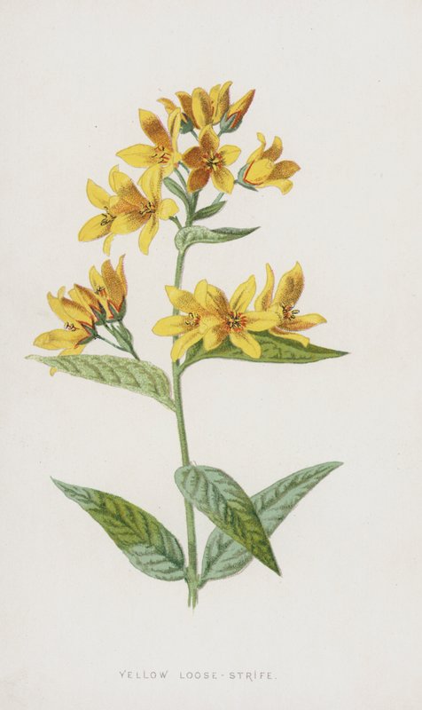 Sarı Gevşek Çekişme (chromolitho) by Frederick Edward Hulme