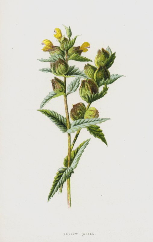 Sarı Çıngırak (chromolitho) by Frederick Edward Hulme