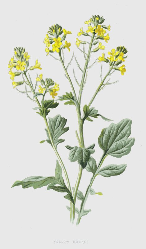 Sarı Roket (chromolitho) by Frederick Edward Hulme